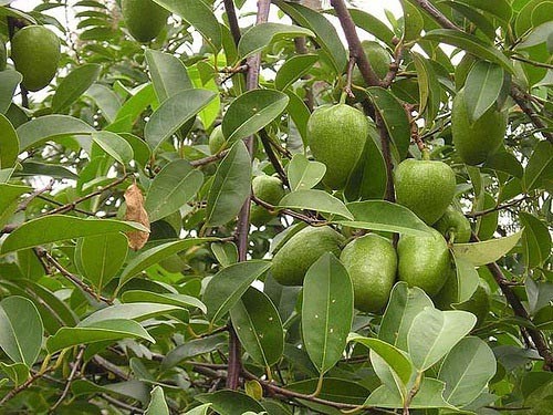 Tên Khoa học: Annona glabra L.
