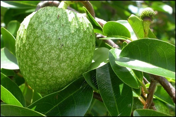 Annona glabra là loài thực vật có hoa thuộc họ Na. Loài này được L. mô tả khoa học đầu tiên năm 1753