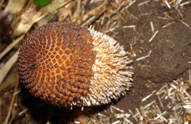 Đầu chuỳ Rhopalocnemis phalloides