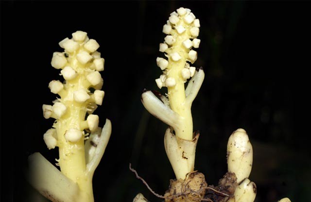 Dó đất đài rộng Balanophora latisepala