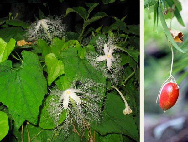 Hình ảnh và mô tả cây Qua lâu trứng - Trichosanthes ovigera Blume