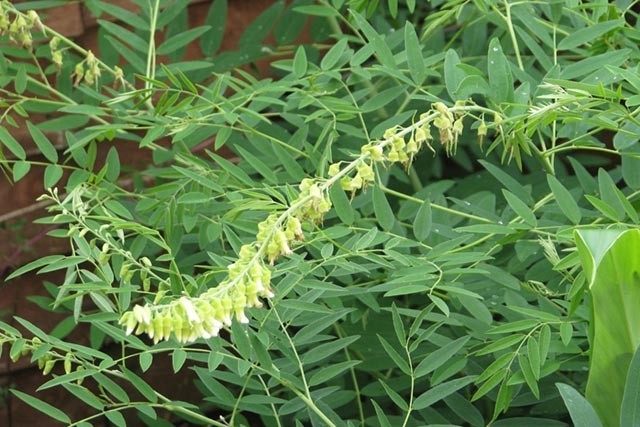 Hình ảnh và mô tả cây Khổ sâm cho rễ - Sophora flavescens