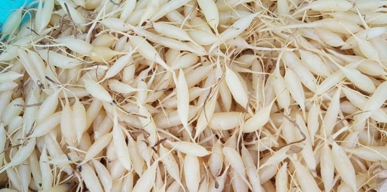 Thông tin mô tả Dược Liệu