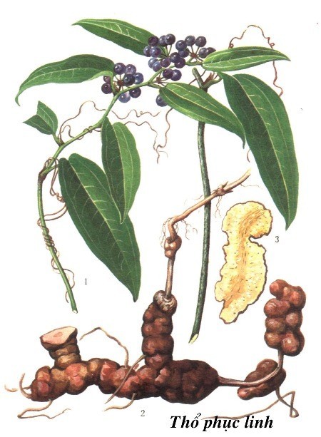 Hình ảnh và mô tả Cây Thổ Phục Linh - Smilax Glabra
