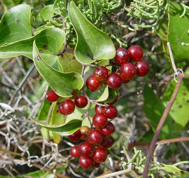 Chùm Quả Cây Thổ Phục Linh - Smilax Glabra