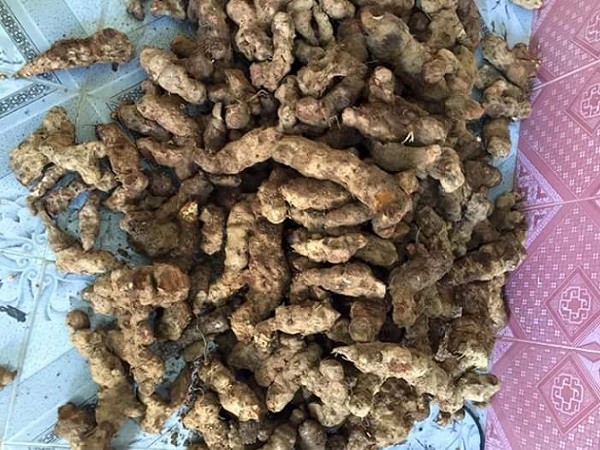 Thổ Phục Linh - Rhizoma Smilacis