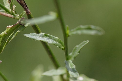 Hình ảnh và mô tả Cây Sâm ruộng, Sa sâm lá nhỏ - Wahlenbergia marginata