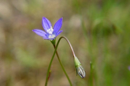 Hoa Cây Sâm Ruộng - Wahlenbergia Marginata