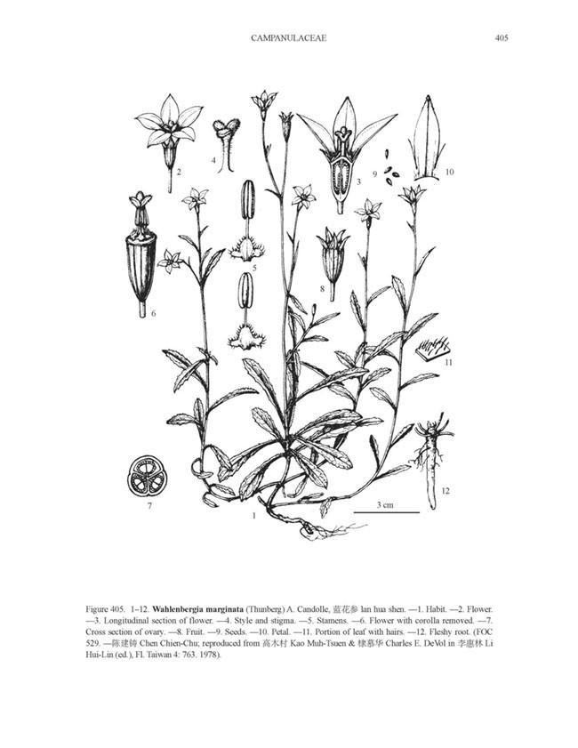 Hình minh hoa chi tiết Cây Sâm Ruộng - Wahlenbergia Marginata