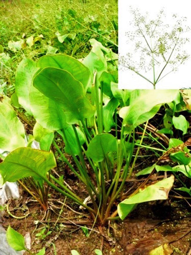 Hình ảnh mô tả Cây Trạch Tả có tên khoa học: Alisma plantago-aquatica