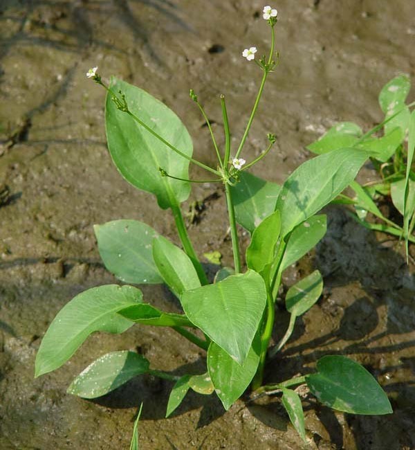 Hình ảnh mô tả Cây Trạch Tả - Alisma Plantago - Aquatica