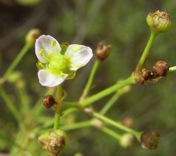 Hình ảnh Hoa Trên Cây Trạch Tả - Alisma Plantago - Aquatica