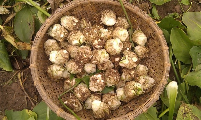 Trạch tả trồng ở Ninh Bình có chất lượng tốt nên được thị trường ưa chuộng
