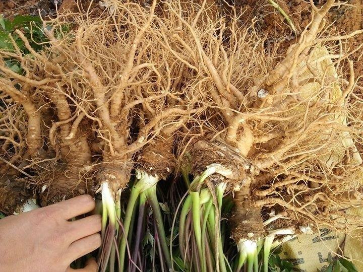 Hình ảnh mô tả Cây Đương Quy - Angelica Sinensis