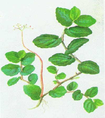 Hình ảnh cây Sam đá, Tai đá, Thổ yên hoa - Pellionia repens