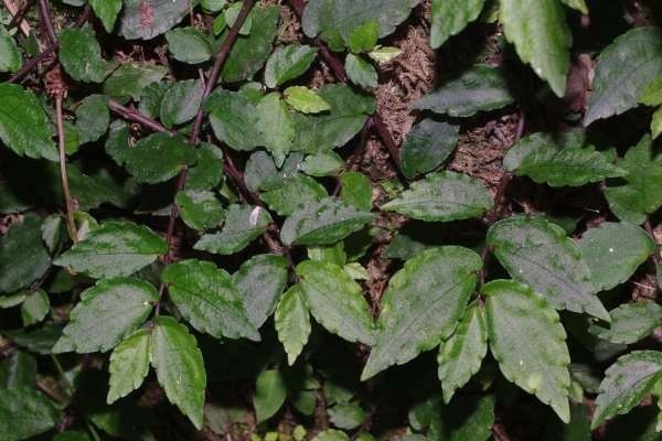 Hình ảnh cây Sam đá bò, Phu lệ có rễ - Pellionia radicans (Sieb. et Zucc.) Wedd., thuộc họ Gai - Urticaceae.