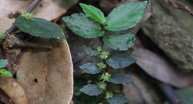 Hoa Cây Sam Đá Bò - Pellionia Radicans