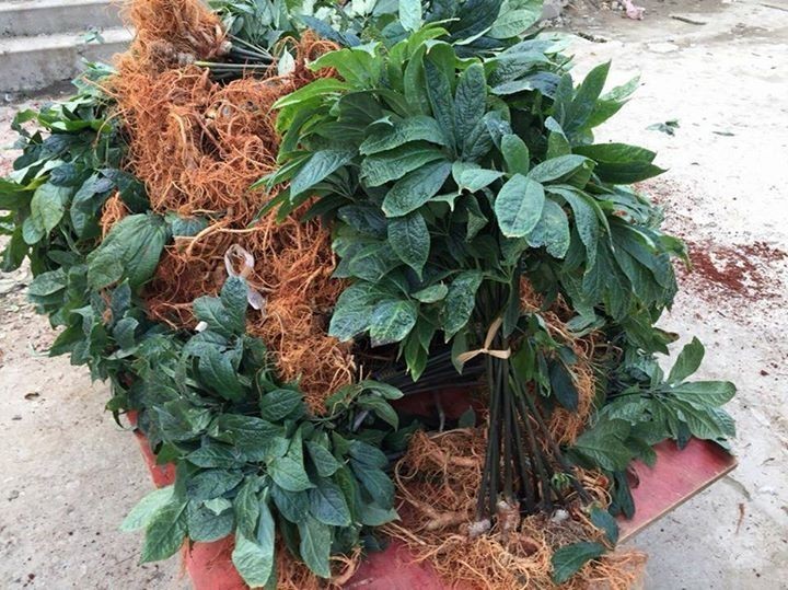 Tam thất, Sâm tam thất, Kim bất hoán - Panax pseudoginseng Wall