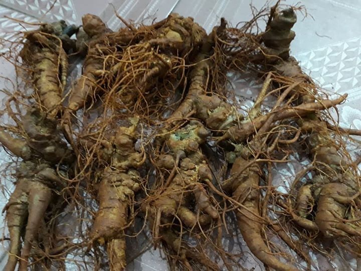 Củ tam thất bắc tưoi
