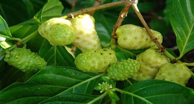 Hình ảnh Nhàu, Nhàu lớn, Nhàu núi, Nhàu rừng - Morinda citrifolia L., thuộc họ Cà phê - Rubiaceae.