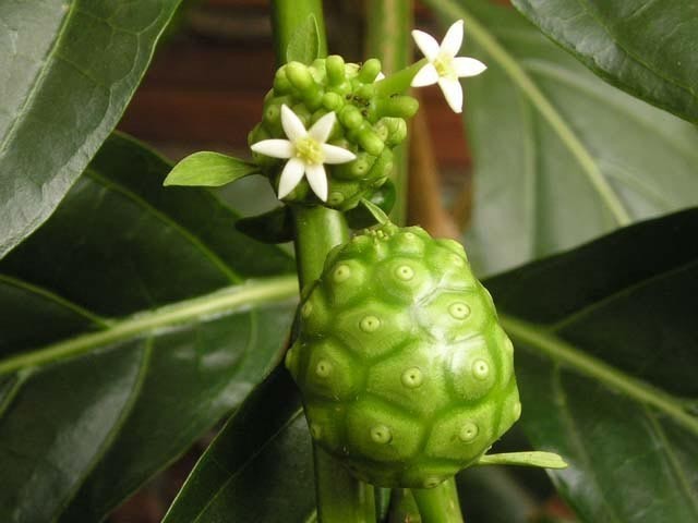 Hoa và quả của cây nhàu (Morinda Citrifolia L)