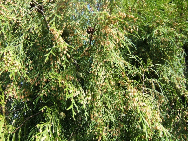 Hình ảnh Hoàng đàn, Hoàng đàn liễu, Hoàng đàn cành rủ, Ngọc am - Cupressus funebris Endl.