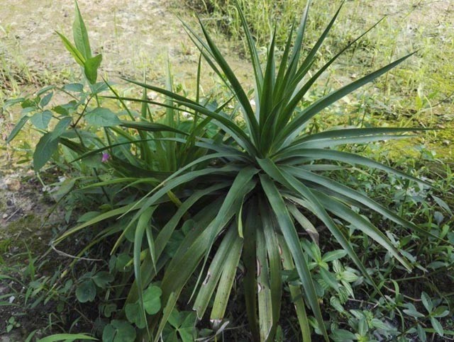 Hình ảnh Huyết giác, Trầm dứa, Cây xó nhà - Dracaena cambodiana
