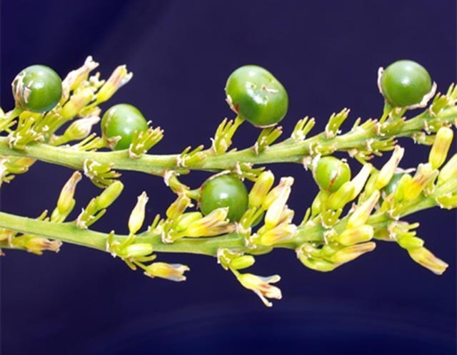 Qủa cây Huyết giác