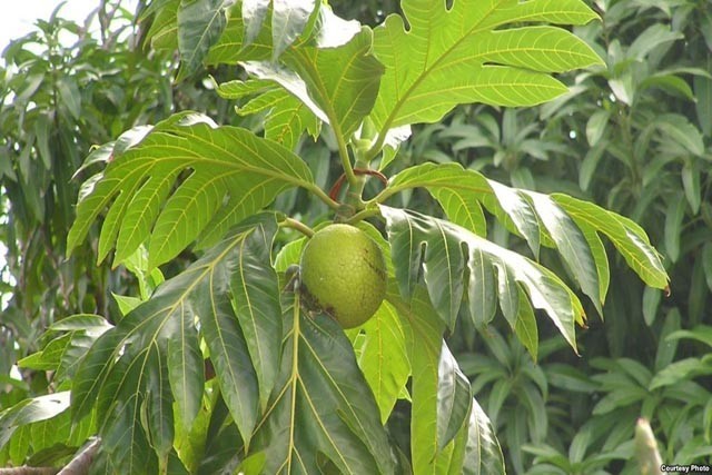 Hình ảnh Xa kê, Cây bánh mì - Artocarpus altilis (Park.) Fosb.