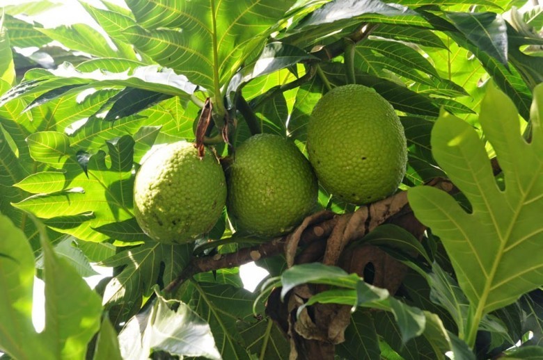 Hình ảnh quả và lá Xa kê
