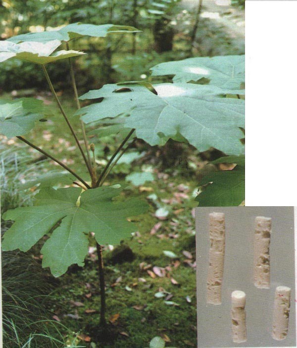 Hình ảnh mô tả cây Thông thảo, Thông thoát mộc - Tetrapanax papyriferus (Hook.) K. Koch