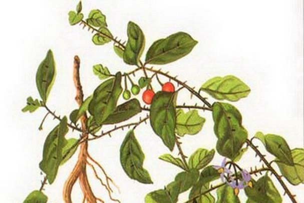 Hình ảnh và mô tả Cây Cà gai leo - Solanum procumbens Lour