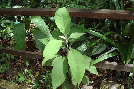 Hình ảnh cây Đại bi hay từ bi xanh (danh pháp hai phần: Blumea balsamifera)
