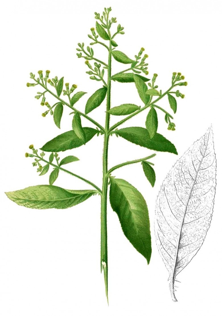 Ðại bi, Từ bi xanh - Blumea balsamifera (L.) DC, thuộc họ Cúc - Asteraceae.