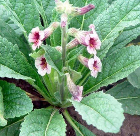 Hình ảnh cây Địa hoàng - Rehmannia glutinosa Libosch, thuộc họ Hoa mõm sói - Scrophulariaceae.