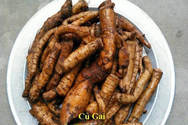 Củ gai tươi