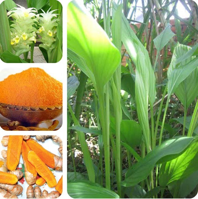 Hình ảnh và mô tả Nghệ hay Nghệ vàng – Curcuma longa L., thuộc họ Gừng – Zingiberaceae.