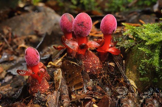 Dó đất - Balanophora fungosa J.R et G. Forst. subsp. indica (Arn.) B. Hansen (B. pierrei V. Tiegh., B. gracilis V. Tiegh)