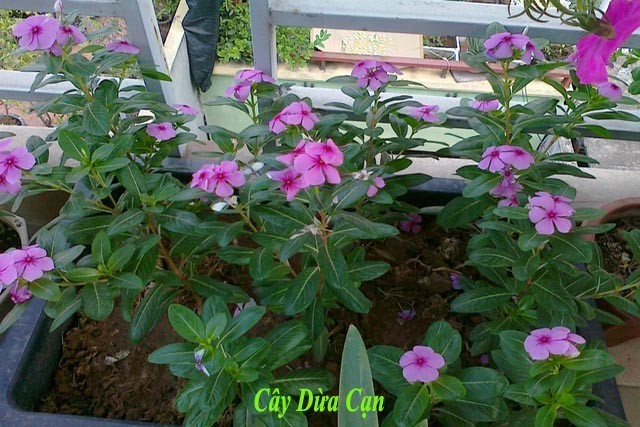 Hình ảnh cây Dừa cạn - Cantharanthus roseus (L.) G. Don, thuộc họ Trúc đào - Apocynaceae.
