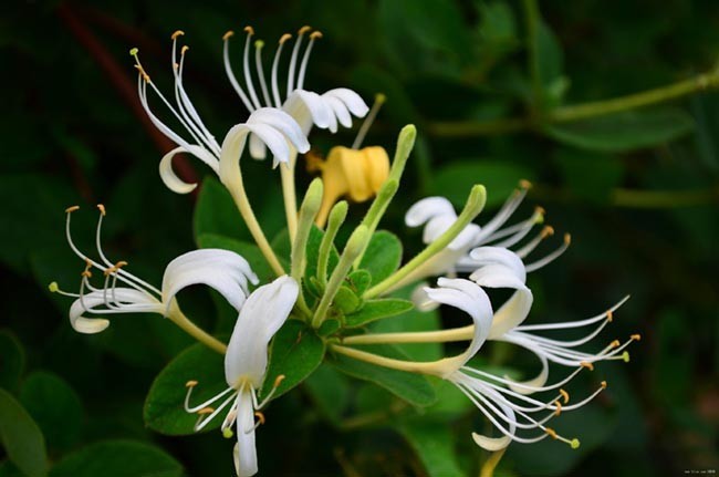 Kim Ngân Hoa có tên khoa học Lonicera japonica Thumb. Thuộc hạ cơm cháy Caprifoliaceae.