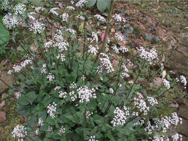 Hình ảnh và mô tả cây Nữ lang - Valeriana hardwickii Wall., thuộc họ Nữ lang - Valerianaceae.