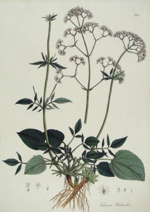 Hình mô tả cây Nữ lang - Valeriana hardwickii Wall., thuộc họ Nữ lang - Valerianaceae.