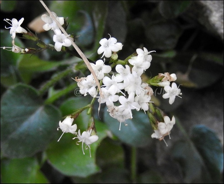 Hoa Cây Nữ Lang Nhện - Valeriana Jatamansi