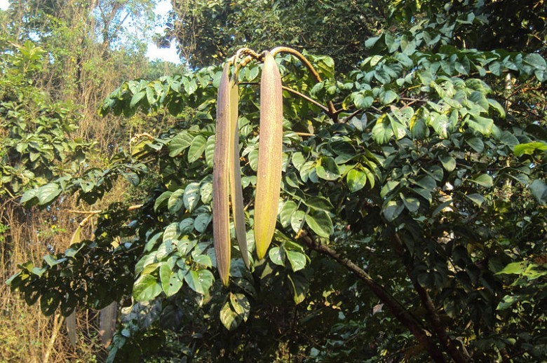 Cây Núc nác, Nam hoàng bá - Oroxylum indicum (L.) Kurz, thuộc họ Núc nác - Bignoniaceae.