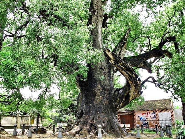 Cây vù Hương già