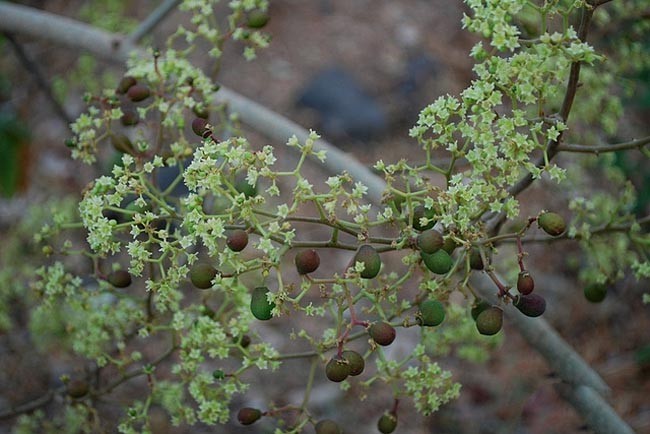 Hình ảnh mô tả Hoa và quả cây Táo nhám - Ziziphus rugosa Lam., thuộc họ Táo ta - Rhamnaceae.