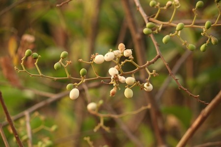 Xem thêm hình ảnh quả Táo Nhám