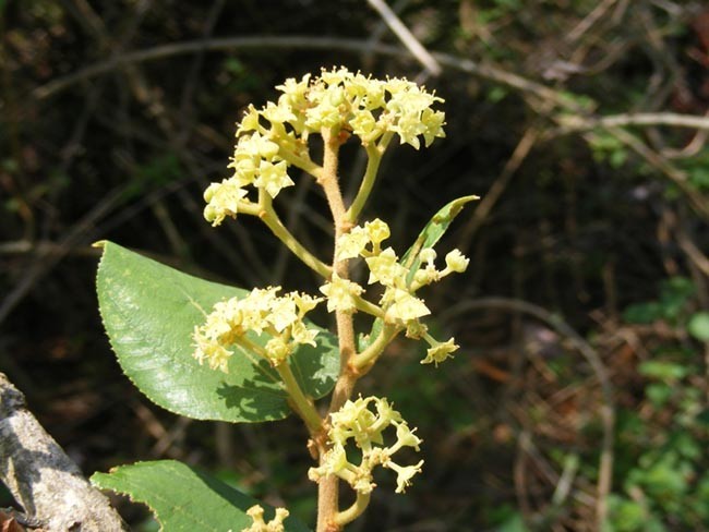 Hoa cây Táo nhám - Ziziphus rugosa Lam., thuộc họ Táo ta - Rhamnaceae.