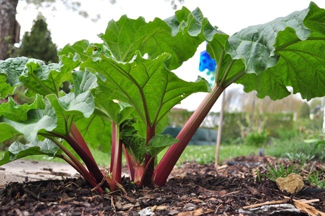 Cây Ðại hoàng - Rheum palmatum L., thuộc họ Rau răm - Polygonuceae.