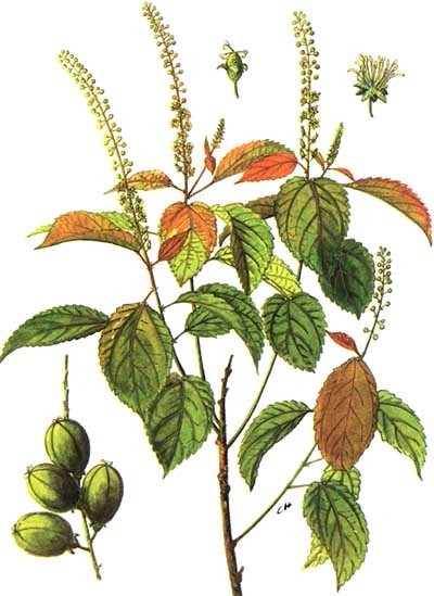 Hình ảnh và mô tả Ba đậu hay Mần để - Croton tiglium L,. thuộc họ Thầu dầu - Euphorbtuceae.